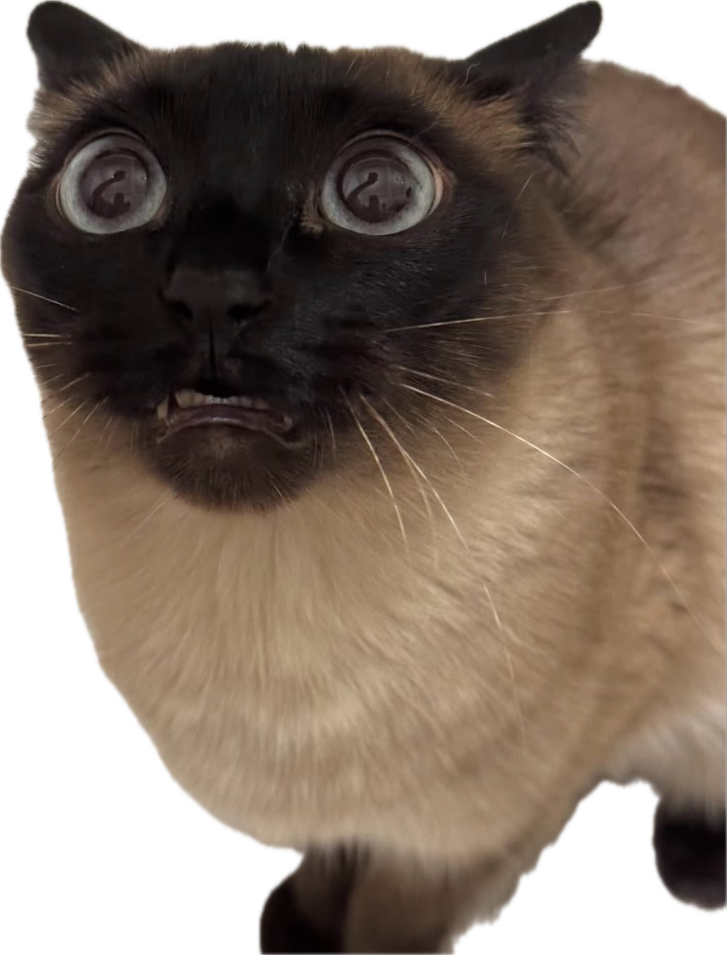 Intro Cat